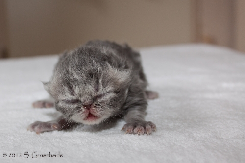 Thor van Syltin's Huis: Persian male, blue tabby blotched @ 5 days